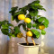 Саженцы Лимона